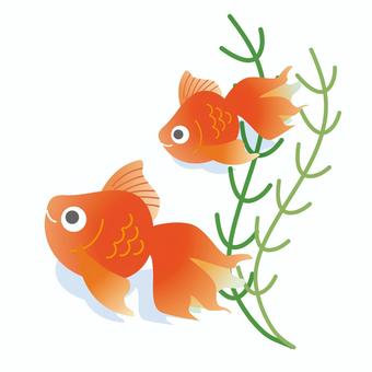 Goldfish 2, , JPG, PNG and AI