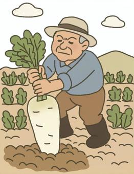 大きな大根を引き抜くおじいさん 農家,農業,作業,畑,家庭菜園,田舎,自然,植物,作物,大根のイラスト素材