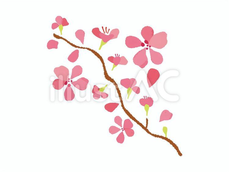 桜 花見,桜,花びらのイラスト素材