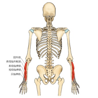 Illustration, supinator muscle, long mother finger outer tendon, short female finger extensors, 