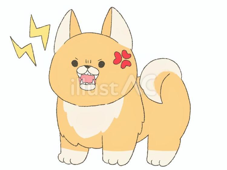 怒る柴犬 柴犬,動物,犬のイラスト素材