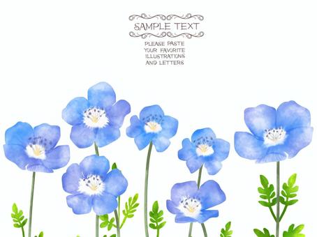 Nemophila 框架明信片, 喜林草, 花, 花瓣, JPG 和 PNG