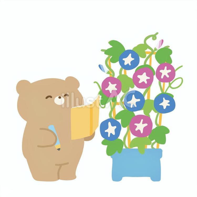 朝顔の観察をする笑顔のくまさん くま,動物,朝顔のイラスト素材