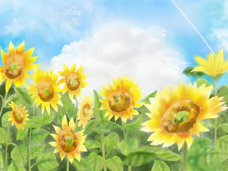 sunflower, sunflower, flower, summer, JPG