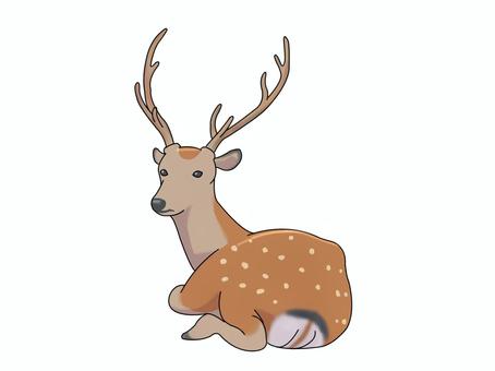 ニホンジカ(座る) ニホンジカ(座る) ニホンジカ,鹿,動物,奈良,座るのイラスト素材