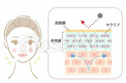 健康な肌 断面図 女性