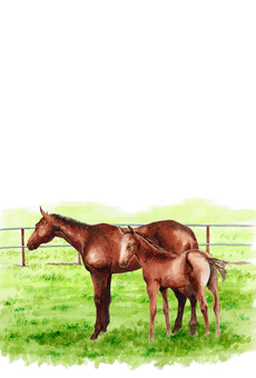 年賀ハガキ水彩馬の親子 馬,午年,動物,親子,干支,十二支,水彩,手描き,イラスト,アナログのイラスト素材