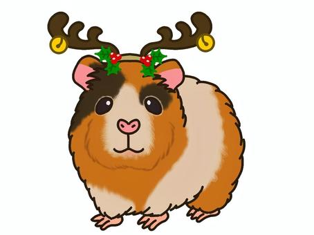 トナカイのかぶりものをするモルモット モルモット,トナカイ,クリスマス,コスプレ,かぶりもの,ペット,角,帽子,コスチューム,仮装のイラスト素材