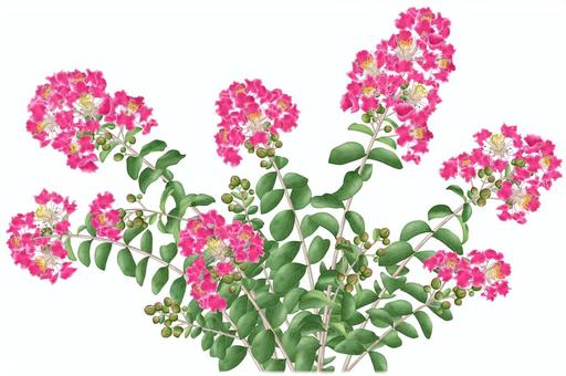サルスベリ／8 サルスベリ,猿滑,百日紅,赤,花,夏,帰化種,木,樹木,リアルのイラスト素材