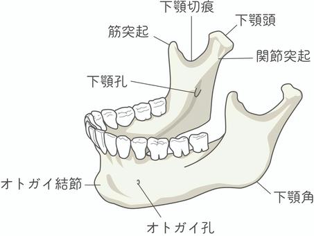 下顎骨_名称入り 下顎骨_名称入り 下顎骨,下顎孔,筋突起,下顎切痕,下顎頭,関節突起,下顎角,オトガイ孔,オトガイ結節,骨のイラスト素材