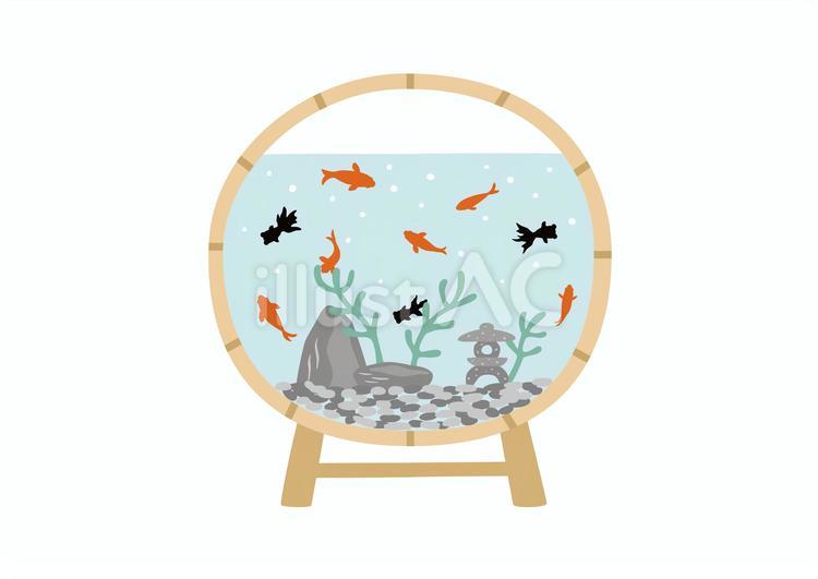 金魚　和風水槽 夏,金魚,あしらいのイラスト素材