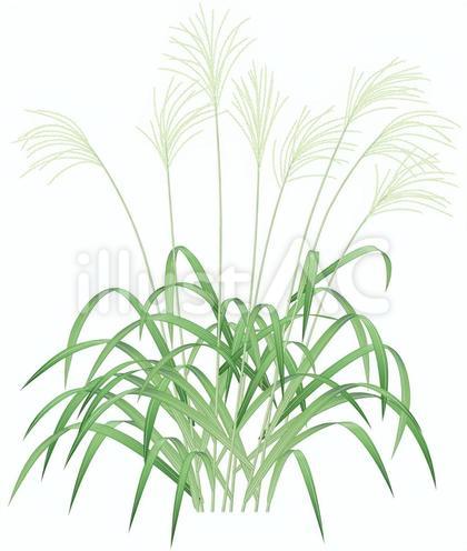 ススキ/5
