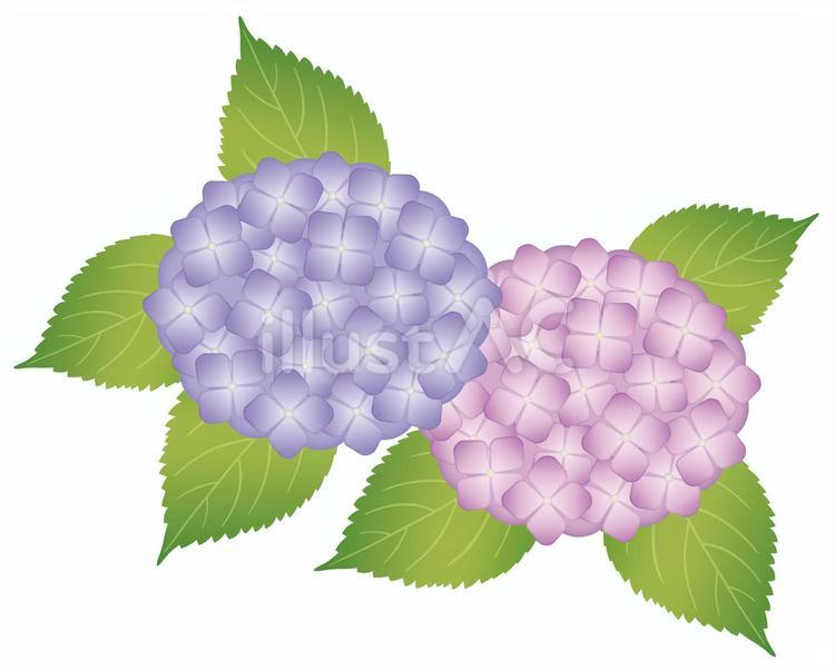 アジサイのイラスト01 紫陽花,あじさい,アジサイのイラスト素材