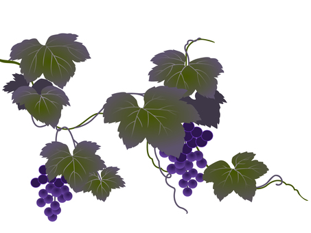 葡萄 ぶどう,果物,紫,つる植物,仲秋,季語,歳時記のイラスト素材