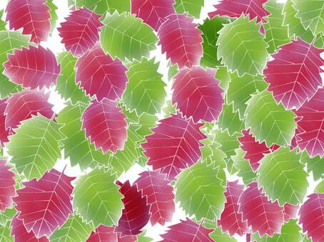 Shiso (perilla), macrophyll, flower, leaf, JPG and PNG