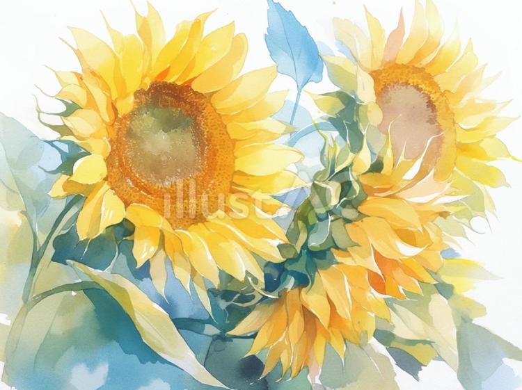 水彩風の美しいひまわり ひまわり,水彩風,夏のイラスト素材