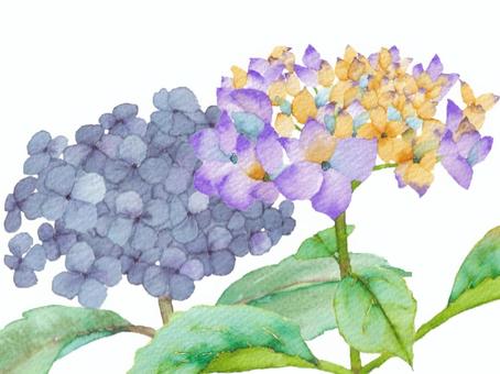 Watercolor hydrangea 2, , JPG và PNG