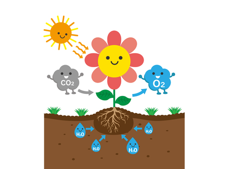 光合成のしくみ3 光合成,仕組み,花,植物,太陽,酸素,二酸化炭素,土,根,水のイラスト素材