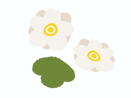 シュウメイギクの挿絵 シュウメイギク,秋明菊,秋,挿絵,花,植物,葉っぱ,葉,季節,素材のイラスト素材