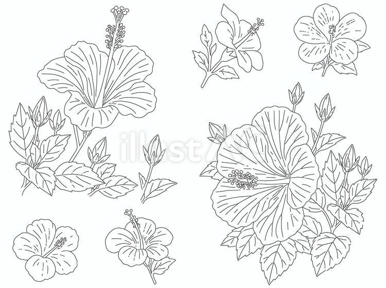 ぬりえ・装飾用に使えるハイビスカスの線画 ハイビスカス,線画,花のイラスト素材