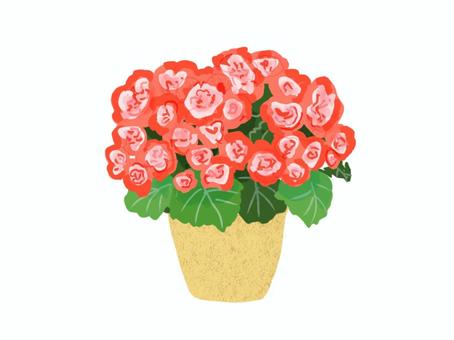 ベゴニア ベゴニア,リーガスベゴニア,花,リアル,手描きのイラスト素材