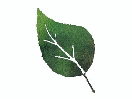 Leaf 1, JPG and PNG Leaf 1, лист, завод, естественно, JPG and PNG