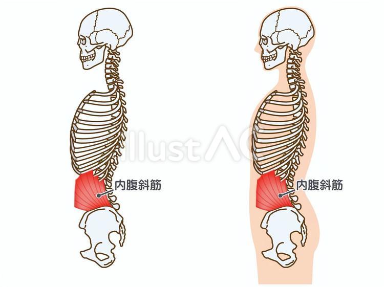 内腹斜筋と骨格：横から：筋名あり 内腹斜筋,筋,筋肉のイラスト素材