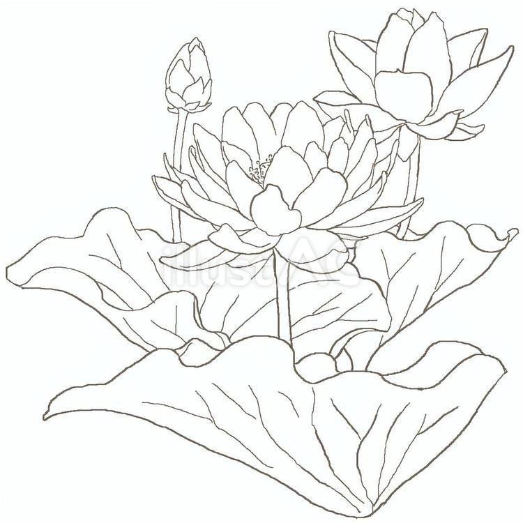 蓮 花,蓮の花,線画のイラスト素材