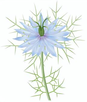 クロタネソウ／1 クロタネソウ,黒種草,ニゲラ,春,花,園芸種,外来種,帰化,有毒,キンポウゲ科のイラスト素材