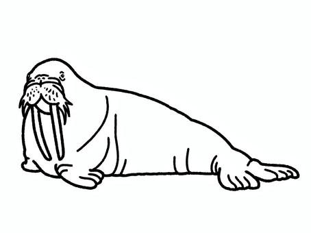 セイウチ セイウチ セイウチ,水族館,牙,哺乳類,生き物,塗り絵のイラスト素材