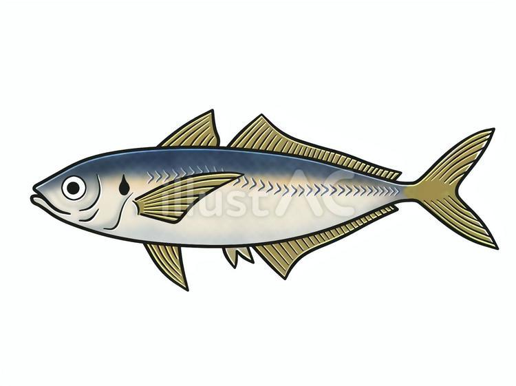 鯵（アジ） 鯵,アジ,魚のイラスト素材