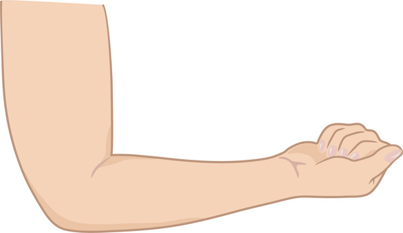 腕 腕 腕,上腕,前腕,肘,手,手首,指,関節,爪,5本指のイラスト素材