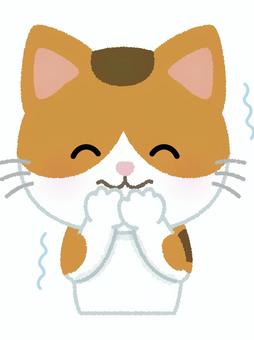 三毛猫笑いを堪える 三毛猫,堪える,震える,我慢,ネコ,キャット,動物,ペット,日本猫,和猫のイラスト素材
