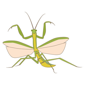 昆虫 カマキリ カマキリ,昆虫,夏,威嚇,緑,カマ,鎌,７月,８月,夏休みのイラスト素材