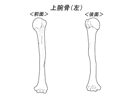 上腕骨（左）前後面　文字・背景あり 骨格,骨,人体,人,ひと,医療,看護,パーツ,学習用,解剖のイラスト素材