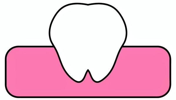 歯と歯茎 歯,奥歯,臼歯,乳歯,永久歯,歯医者,白い歯,白,アイコン,歯茎のイラスト素材