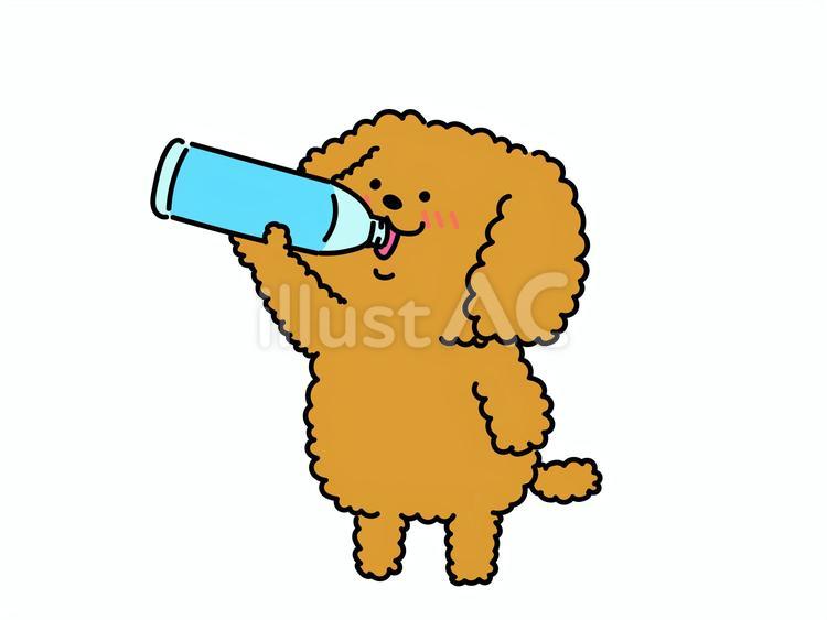 熱中症対策！お水を飲む犬さん 犬,プードル,水分補給のイラスト素材