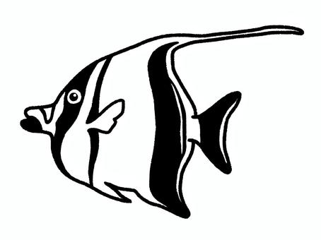 ツノダシ ツノダシ,魚,生き物,海水魚,飼育,塗り絵のイラスト素材