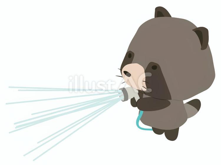 水撒き_狸 水撒き,たぬき,動物のイラスト素材