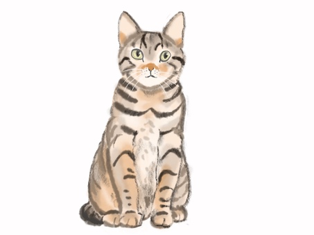 猫 猫,ペット,リアル,可愛い猫,手描きのイラスト素材
