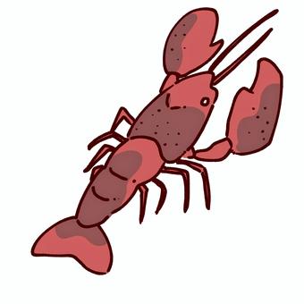 ザリガニ ザリガニ,カニ,甲殻類,動物,生き物,水中,ハサミ,赤のイラスト素材