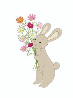 Cosmos and rabbit, kosmos, blumen, ein kaninchen, JPG and PNG