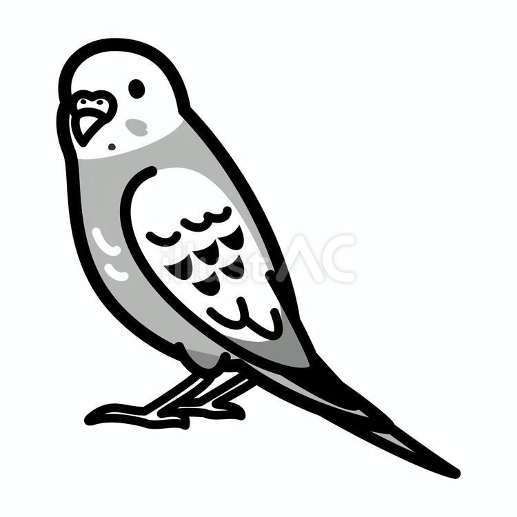 セキセイインコ　白黒 小鳥,白黒,インコのイラスト素材