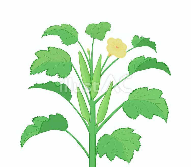 オクラの実と葉 おくら,野菜,葉のイラスト素材