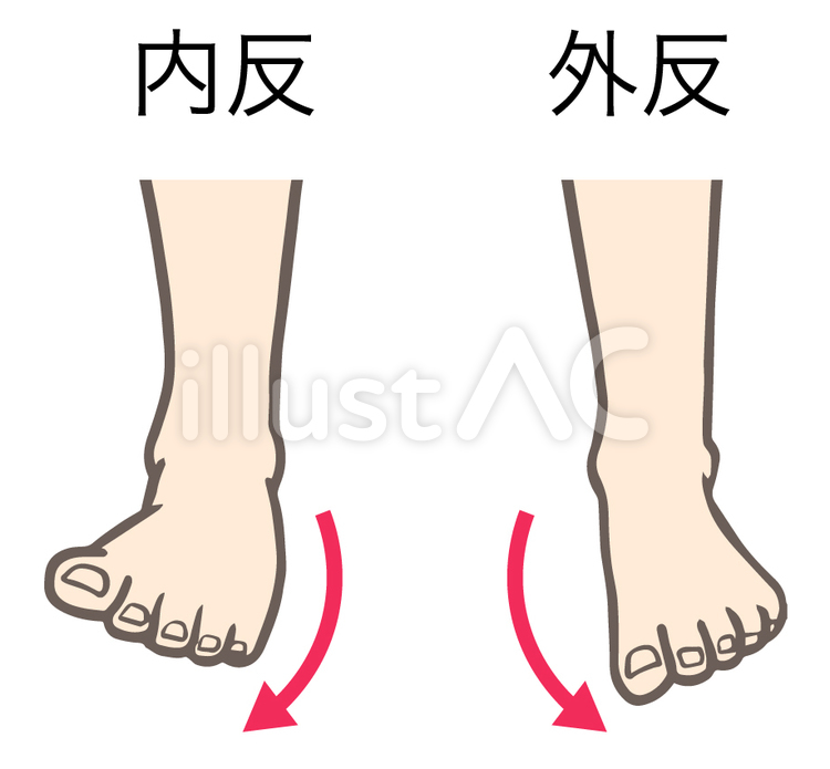 足関節の運動、内反、外反 足,関節,内反のイラスト素材