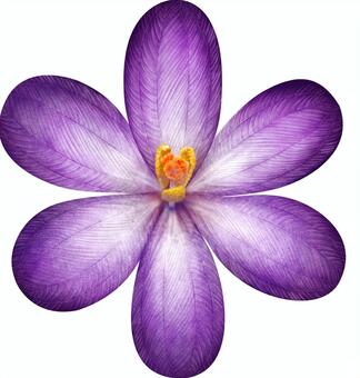 Crocus flower, real, detailed, purple, JPG and PNG