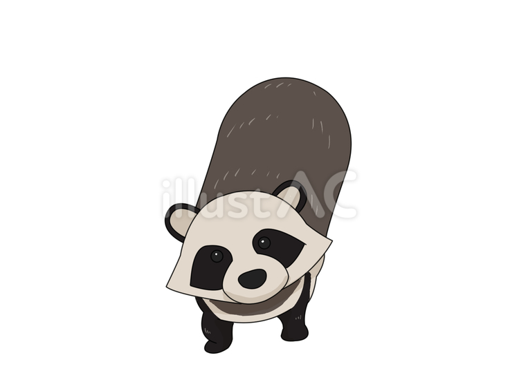 タヌキ（見上げる） タヌキ,動物,日本のイラスト素材