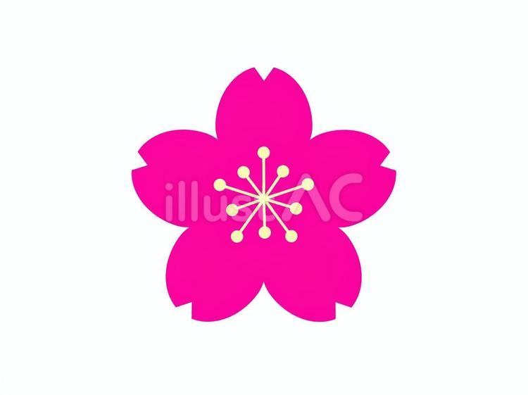 桜の花 桜,アイコン,ピンクのイラスト素材
