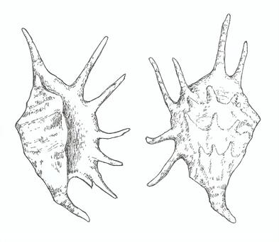 クモガイをイメージした手描きイラスト クモガイ,生き物,巻貝,海,手描き,リアル,モノクロ,挿絵,白バック,線画のイラスト素材