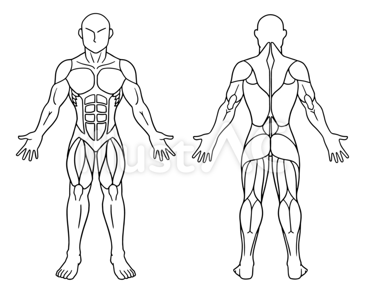 人体図、筋肉、前面と後面、白黒 人体,図,筋肉のイラスト素材